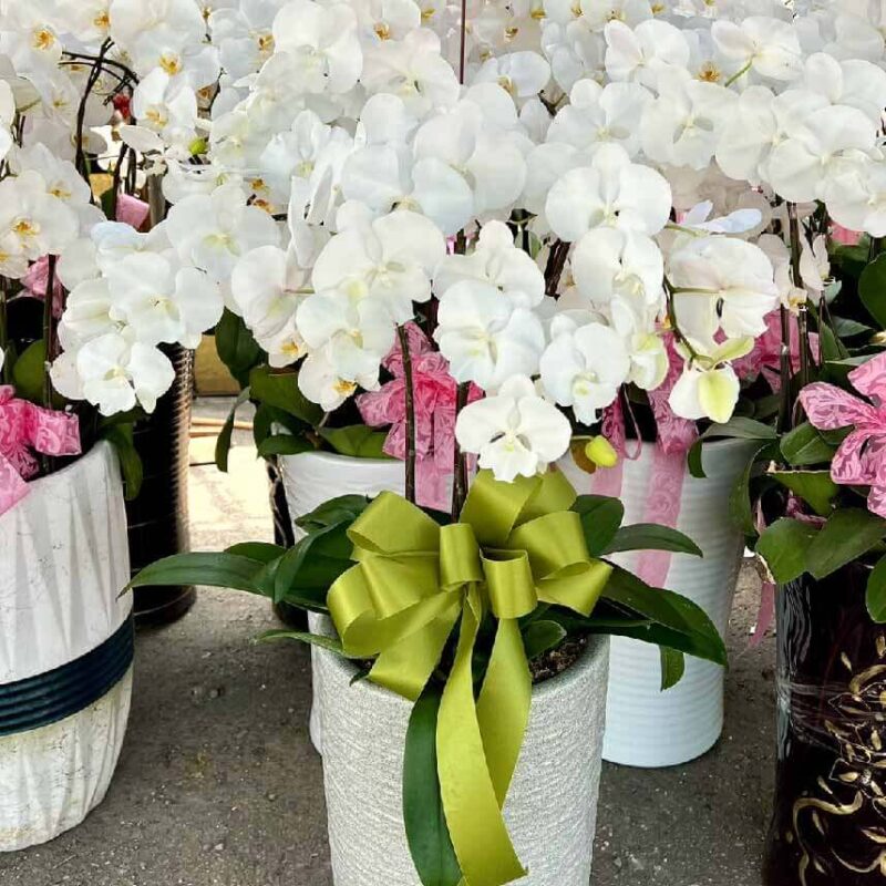 典雅蝴蝶蘭 商品.jpg
