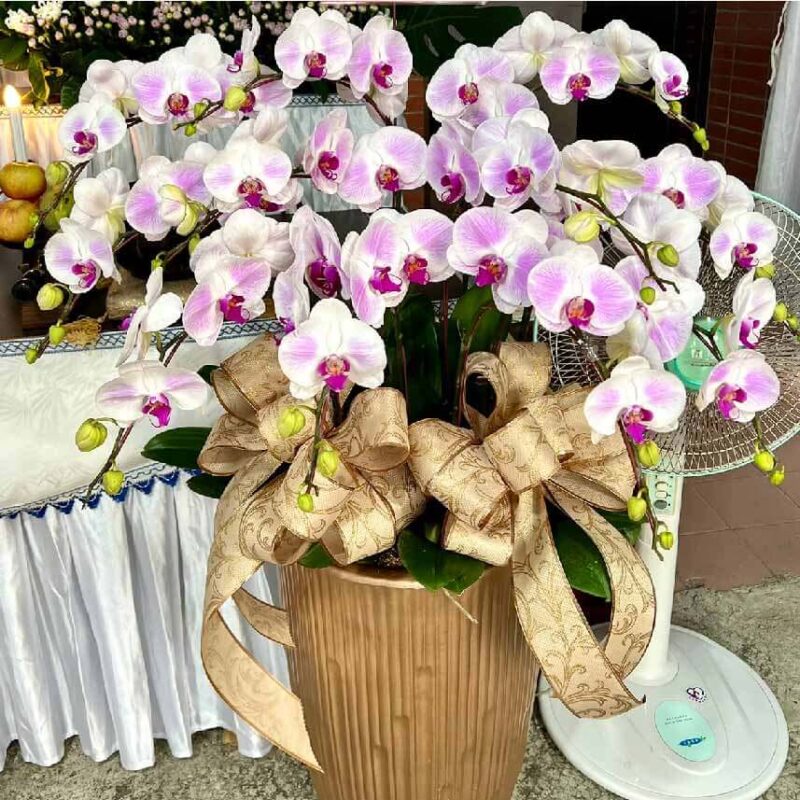 悼念蘭花 商品.jpg